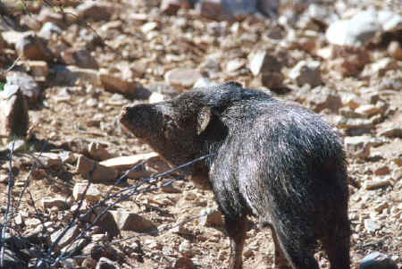 Javelina123.jpg (79997 bytes)