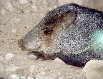 javelinaHead.jpg (107745 bytes)