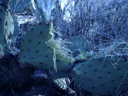 Photo0002.jpg (261782 bytes)