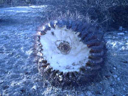 barrel2.jpg (36338 bytes)