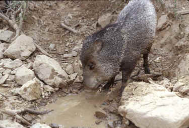 javelinadrinking.jpg (88003 bytes)